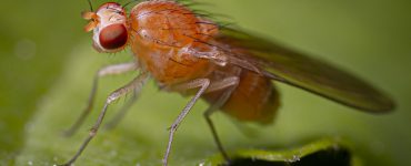 macro photography of a fruit fly