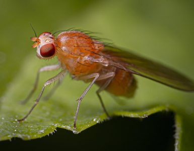macro photography of a fruit fly